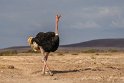 122 Amboseli Nationaal Park